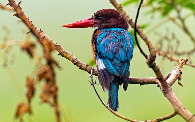 The Okhla Bird Sanctuary