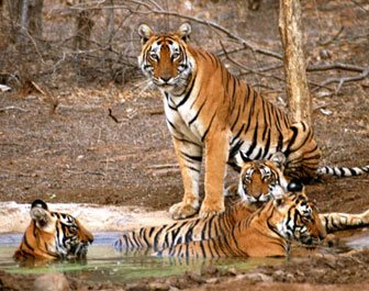 sariska national park, delhi to sariska national park, resorts in sariska
