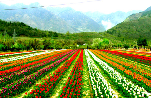 Srinagar tourism, srinagar tour package, places to visit in srinagar, srinagar trip, srinagar holiday packages
