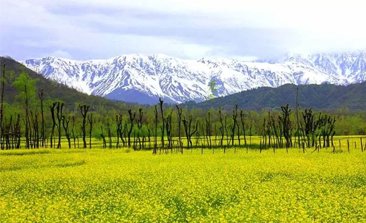 Srinagar tourism, srinagar tour package, places to visit in srinagar, srinagar trip, srinagar holiday packages, delhi to srinagar volvo bus, volvo bus from delhi to srinagar