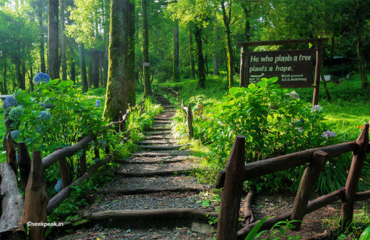 camping in dhanaulti, dhanaulti snowfall, dhanaulti hill station, dhanaulti sightseeing, eco park, surkanda devi temple, devgarh fort, trekking in dhanaulti, delhi to dhanaulti volvo bus, tempo traveller on rent in delhi, Luxury bus booking