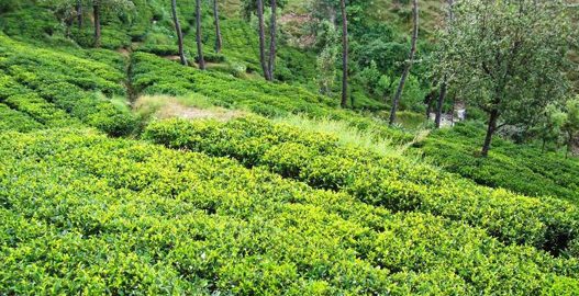 kausani uttarakhand, kausani sightseeing, kausani hill station, Kausani Tea Estate, Shopping in Kausani, nature valley kausani,delhi to kausani bus, delhi to kausani volvo, tempo traveller booking, Luxury bus booking, Tata Coach On Hire In Delhi