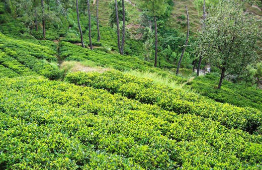kausani uttarakhand, kausani sightseeing, kausani hill station, Kausani Tea Estate, Shopping in Kausani, nature valley kausani,delhi to kausani bus, delhi to kausani volvo, tempo traveller booking, Luxury bus booking, Tata Coach On Hire In Delhi