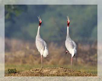 bharatpur bird sanctuary, bharatpur wildlife sanctuary, places to visit in bharatpur, bharatpur tourism, delhi to bharatpur bus, tempo traveller on rent, tata luxury bus, travel agency in delhi